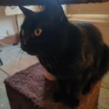 Foto del gato perdido en Chezeneuve