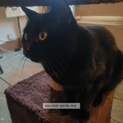 Foto 1/1 Gato encontrado Perdido en Chezeneuve