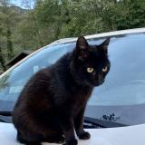 Foto del gato perdido en St Jean De Chevelu