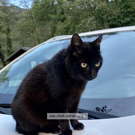 Foto 1/2 Gato encontrado Perdido en St jean de chevelu