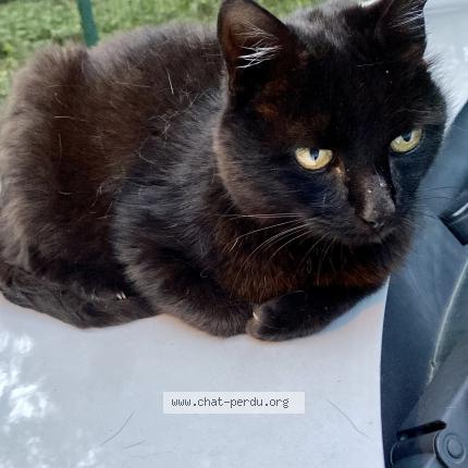 Foto 2/2 Gato encontrado Perdido en St jean de chevelu