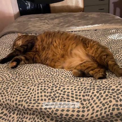 Foto 1/1 MINETTE Chat perdido en Vallet