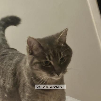 Foto 1/1 Luna Chat perdido en Laval