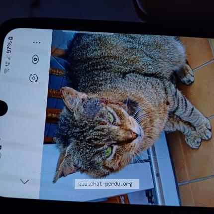 Foto 1/1 Tigrou Chat perdido en Kingersheim