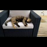 Foto del gato perdido en Caudrot