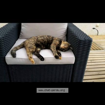 Foto 1/1 Câline Chat perdido en Caudrot