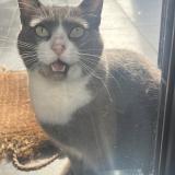 Foto del gato perdido en Assat