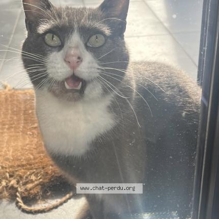 Foto 1/1 Samsam Chat perdido en Assat