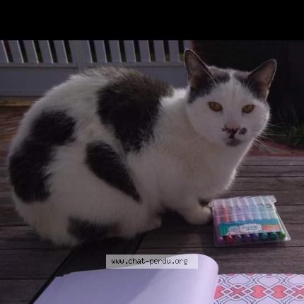 Foto 1/1 Oscar Chat perdido en Notre dame du bec