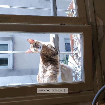 Foto 1/1 nikky Chat perdido en Paris