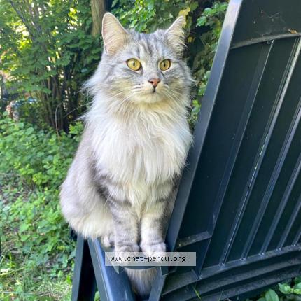 Foto 1/1 Pimousse Chat perdido en Saint avertin