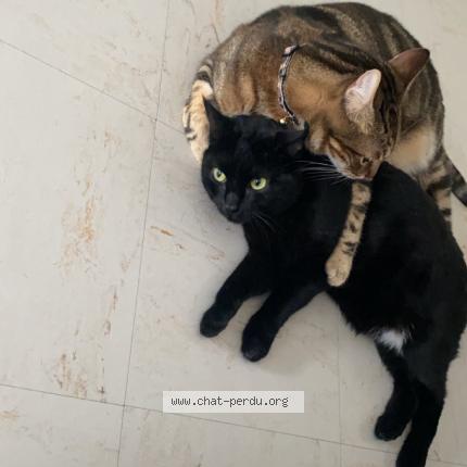 Foto 1/2 Baghera Chat perdido en Saint priest