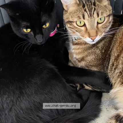 Foto 2/2 Baghera Chat perdido en Saint priest