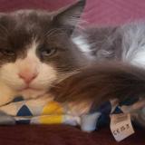 Foto del gato perdido en Boscamnant