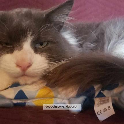 Foto 1/1 Skelton Chat perdido en Boscamnant