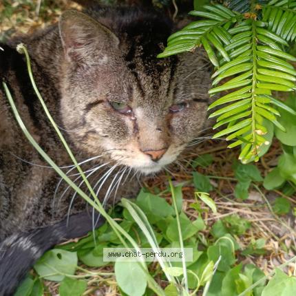Foto 1/1 Gato encontrado Perdido en Sartrouville