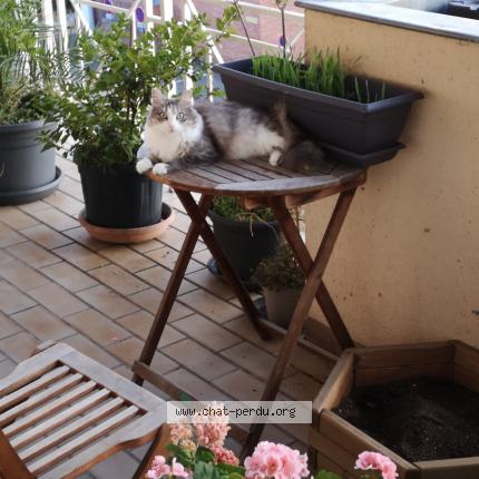 Foto 1/4 Isis Chat perdido en Albi