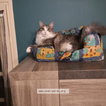Foto 3/4 Isis Chat perdido en Albi
