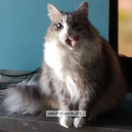 Foto 4/4 Isis Chat perdido en Albi