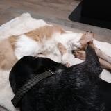 Foto del gato perdido en Morbecque