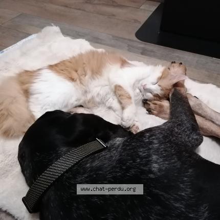 Foto 1/1 Willow Chat perdido en Morbecque