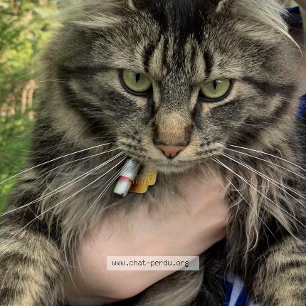 Foto 1/1 Kitkat Chat perdido en Saint eustache