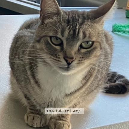 Foto 1/1 Toc Chat perdido en Lomme