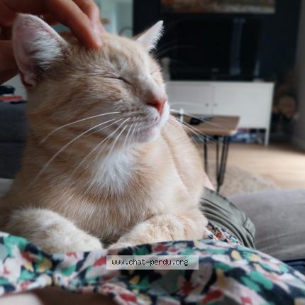 Foto 1/1 Simba Chat perdido en Bernieres sur mer