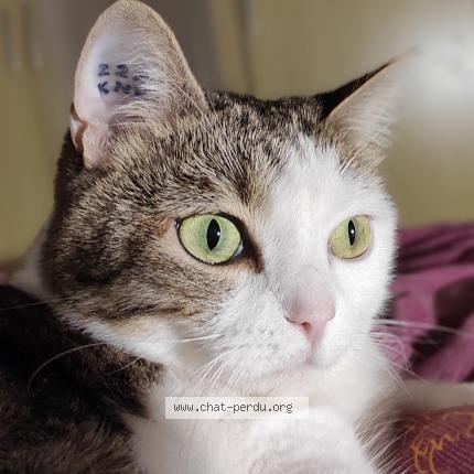Foto 1/1 Mona Chat perdido en Tours