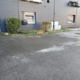 Foto del gato perdido en Saint Dizier