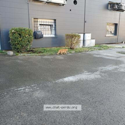 Foto 1/1 Minou Chat perdido en Saint dizier