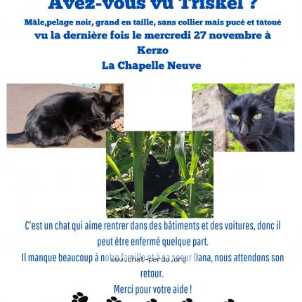 Foto 1/1 Triskel Chat perdido en La chapelle neuve