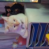 Foto del gato perdido en Hyeres