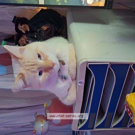 Foto 1/1 Gato encontrado Perdido en Hyeres