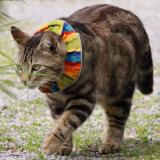 Foto del gato perdido en St Georges Sur Loire