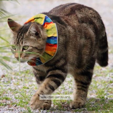 Foto 1/1 Calinou Chat perdido en St georges sur loire