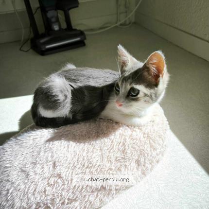 Foto 1/1 Muezza Chat perdido en Herouville saint clair