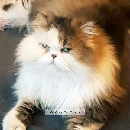 Foto 1/1 Jazz Chat perdido en Prudhomat