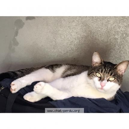 Foto 1/1 Cobalt Chat perdido en Puget sur argens