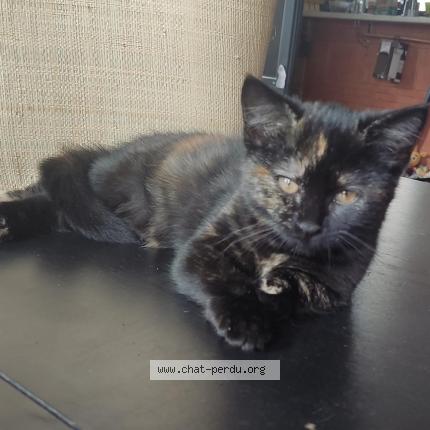 Foto 1/1 Beverly Chat perdido en Toulouse