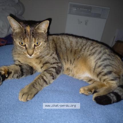 Foto 1/1 Pistache Chat perdido en Mavilly mandelot