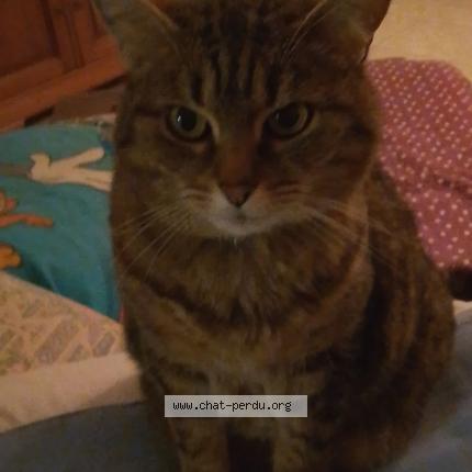 Foto 2/2 Mini Chat perdido en Toulouse