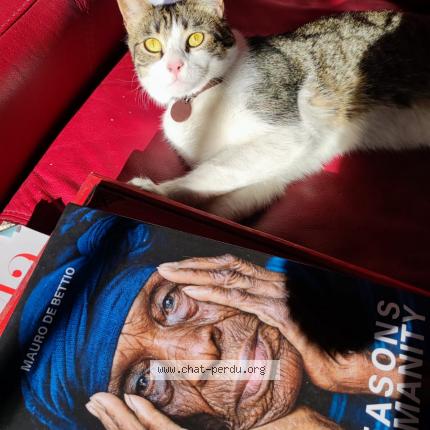 Foto 1/1 Gato encontrado Encontrado en Avignon