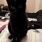 Foto del gato perdido en Ernolsheim Les Saverne