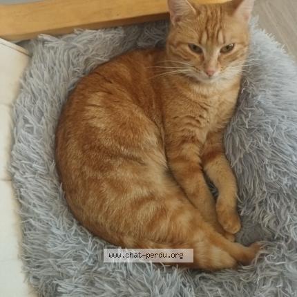 Foto 1/1 Gato encontrado Encontrado en 21200 beaune