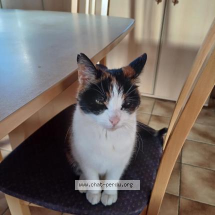 Foto 1/1 Maya Chat perdido en Romsee