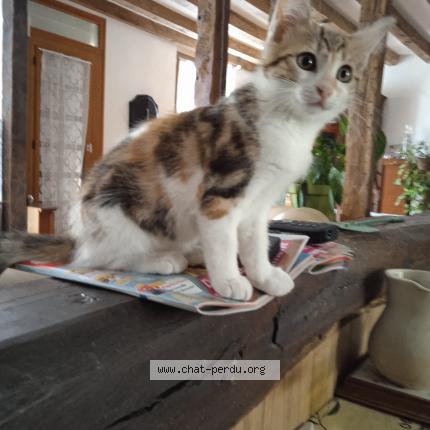 Foto 1/1 ULISSE Chat perdido en Valencay