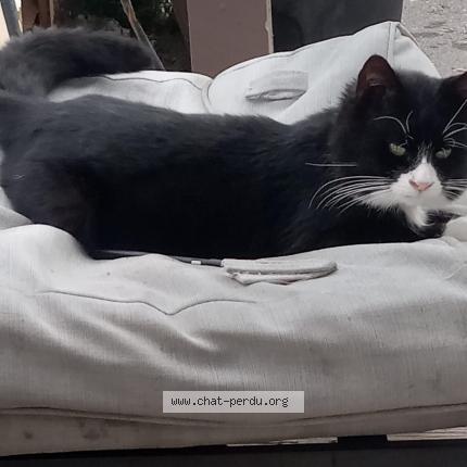 Foto 1/1 Ti-Criss Chat perdido en Cornwall