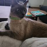 Foto del gato perdido en Saint Germain Les Corbeils