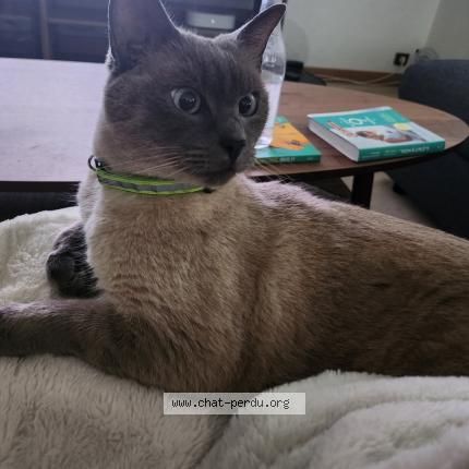 Foto 1/1 Gato encontrado Perdido en Saint germain les corbeils